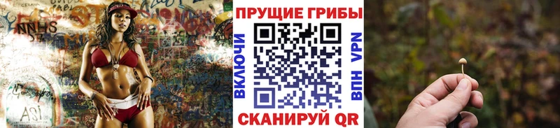 где купить   Новое Девяткино  Псилоцибиновые грибы Cubensis 